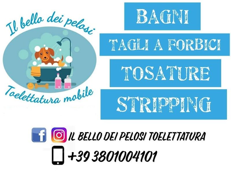 Toelettatura Il Bello Dei Pelosi - Foto 2