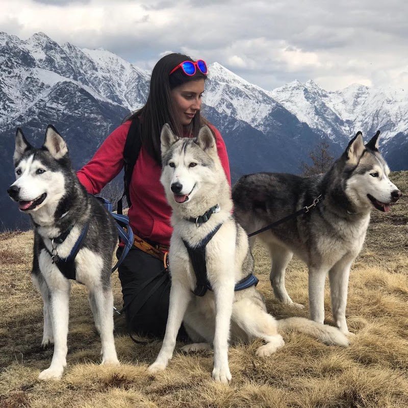 Toelettatura il branco - Foto 1