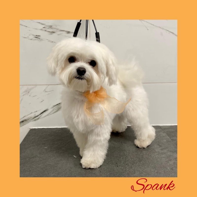 Toelettatura il branco - Foto 2