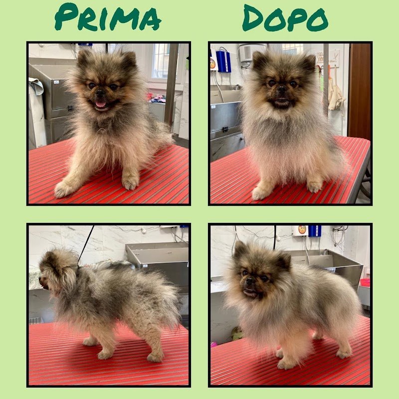 Toelettatura il branco - Foto 4