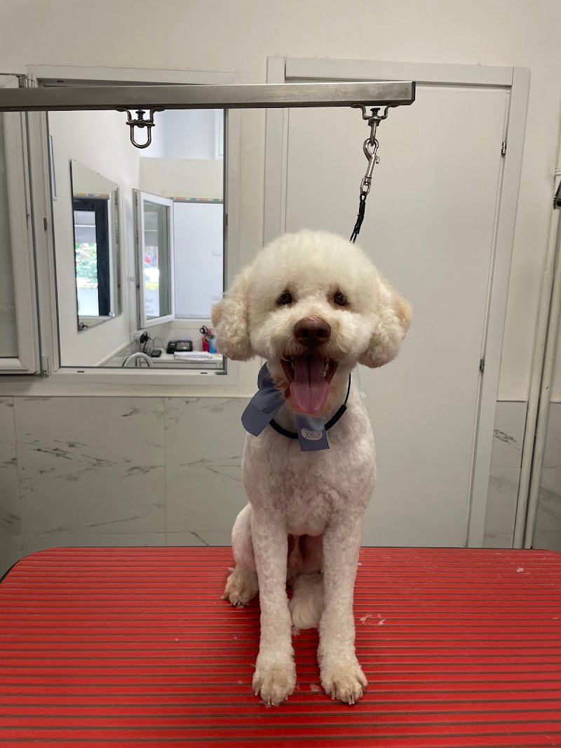 Toelettatura il branco - Foto 5