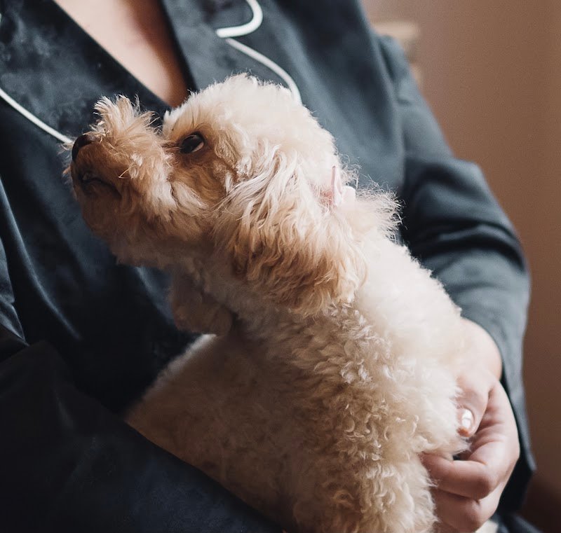Toelettatura Il Cucciolo - Foto 1