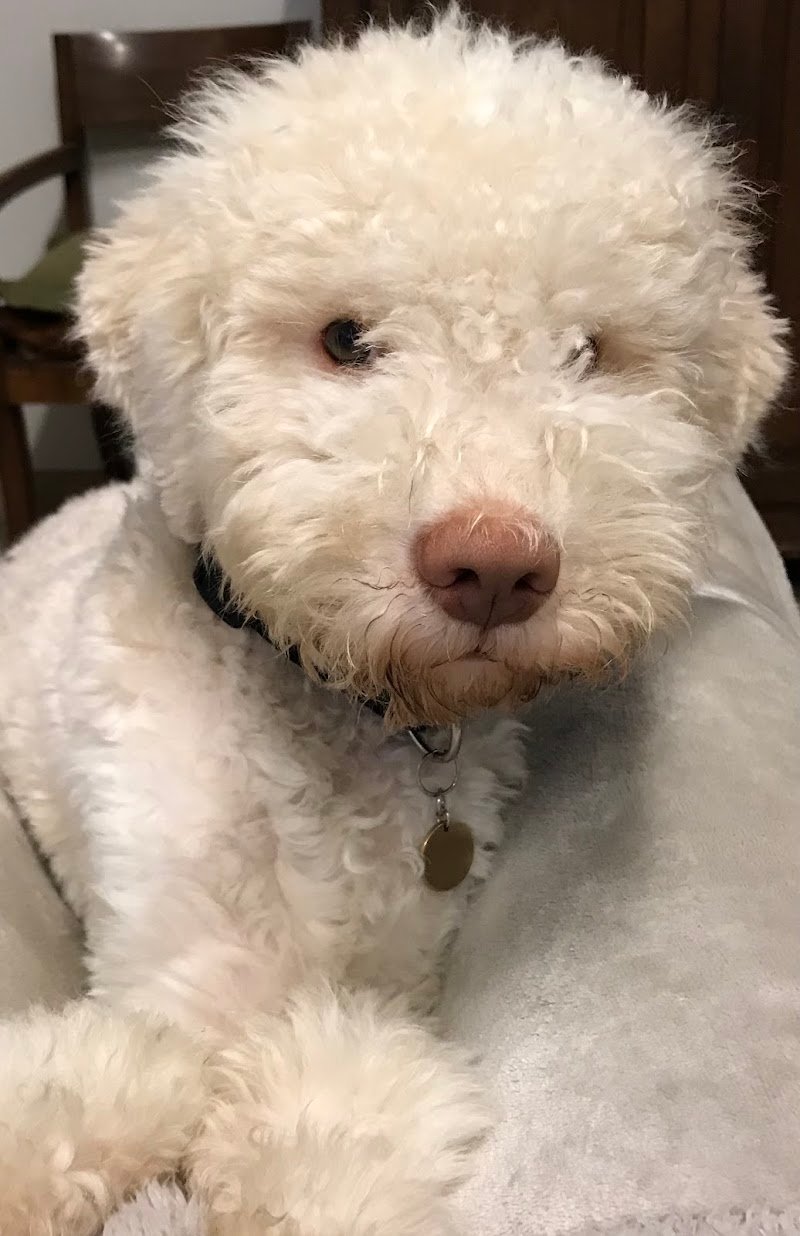 Toelettatura Il Cucciolo - Foto 2