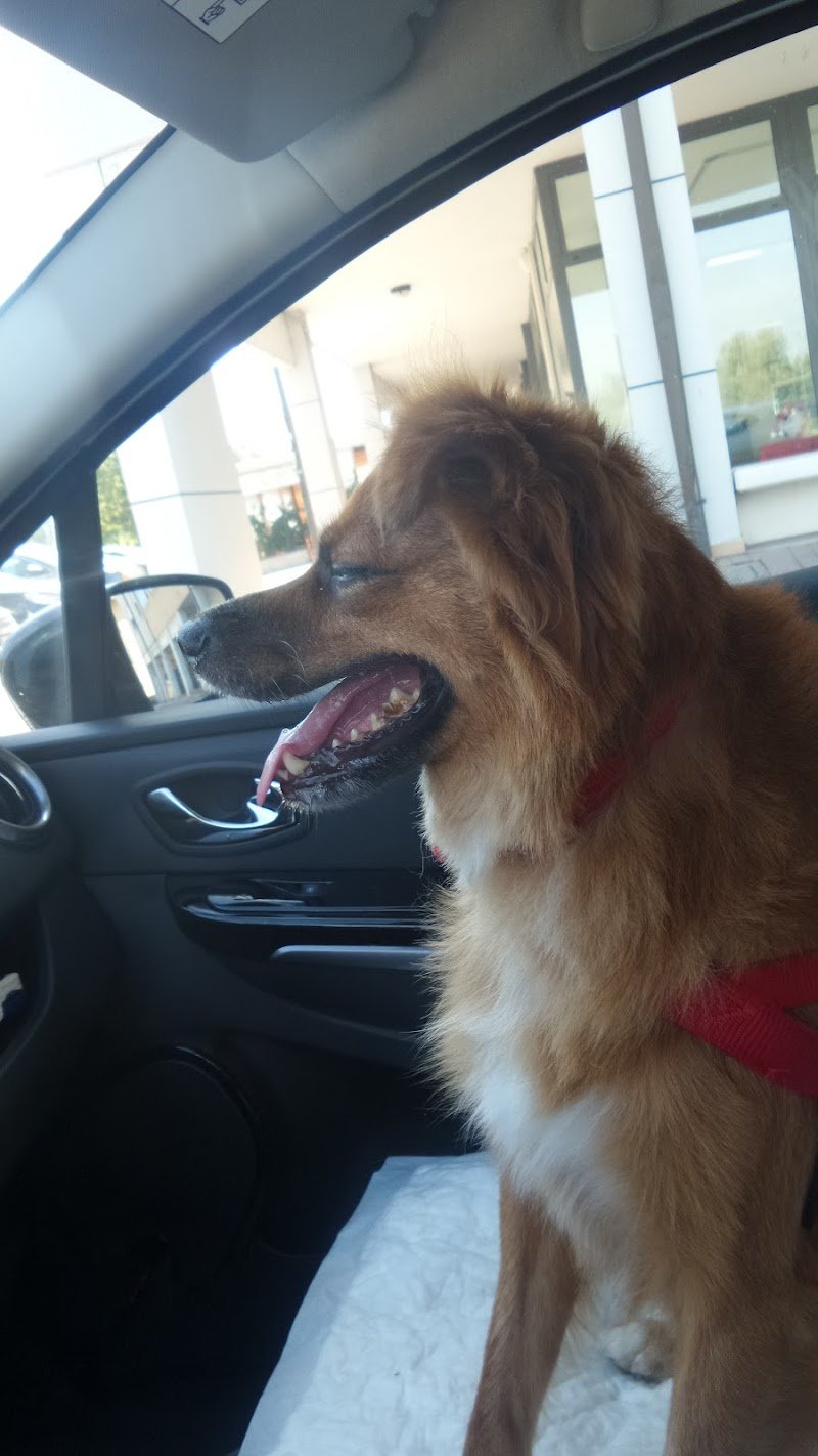 Toelettatura Il Cucciolo - Foto 3