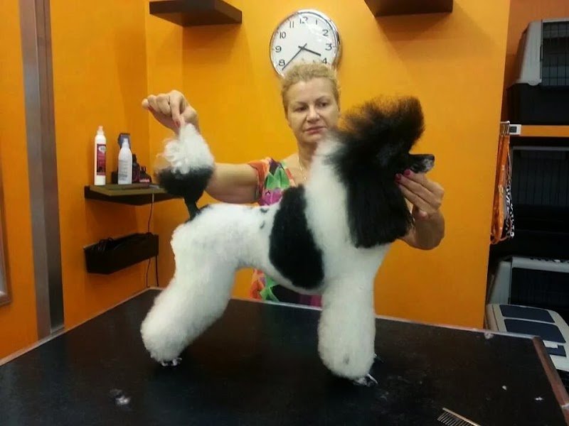 Toelettatura Il Cucciolo - Foto 5