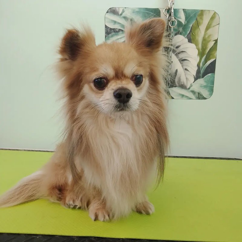 Toelettatura il parco - Foto 2