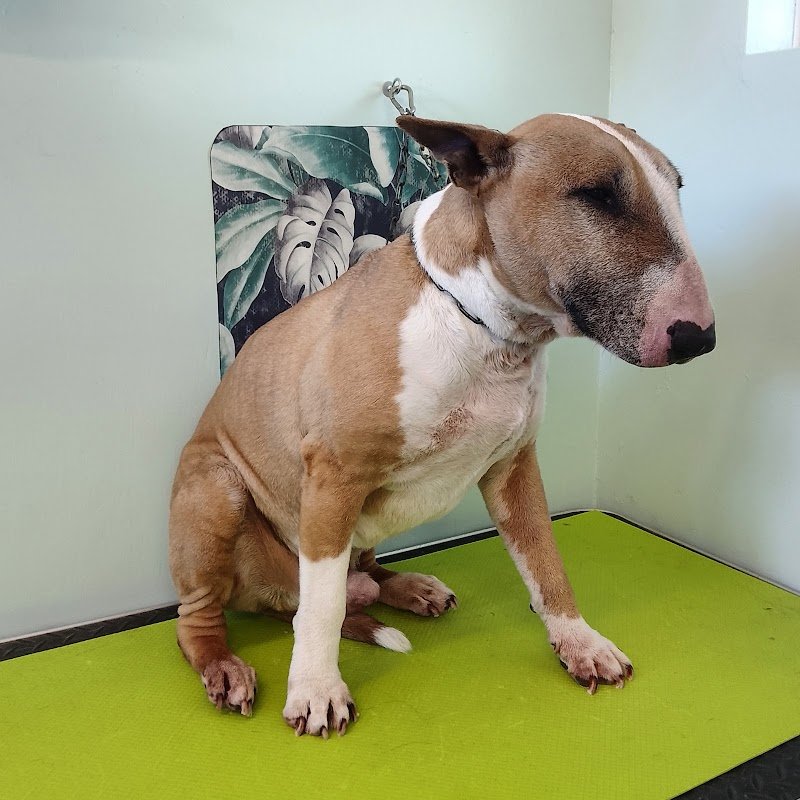 Toelettatura il parco - Foto 3