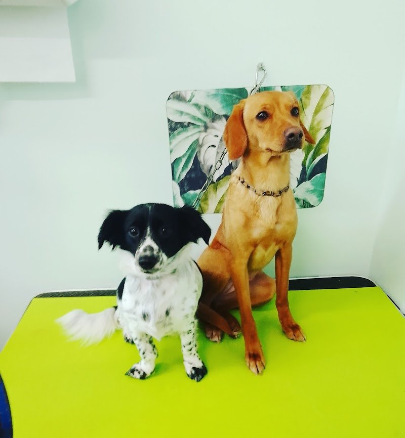 Toelettatura il parco - Foto 4