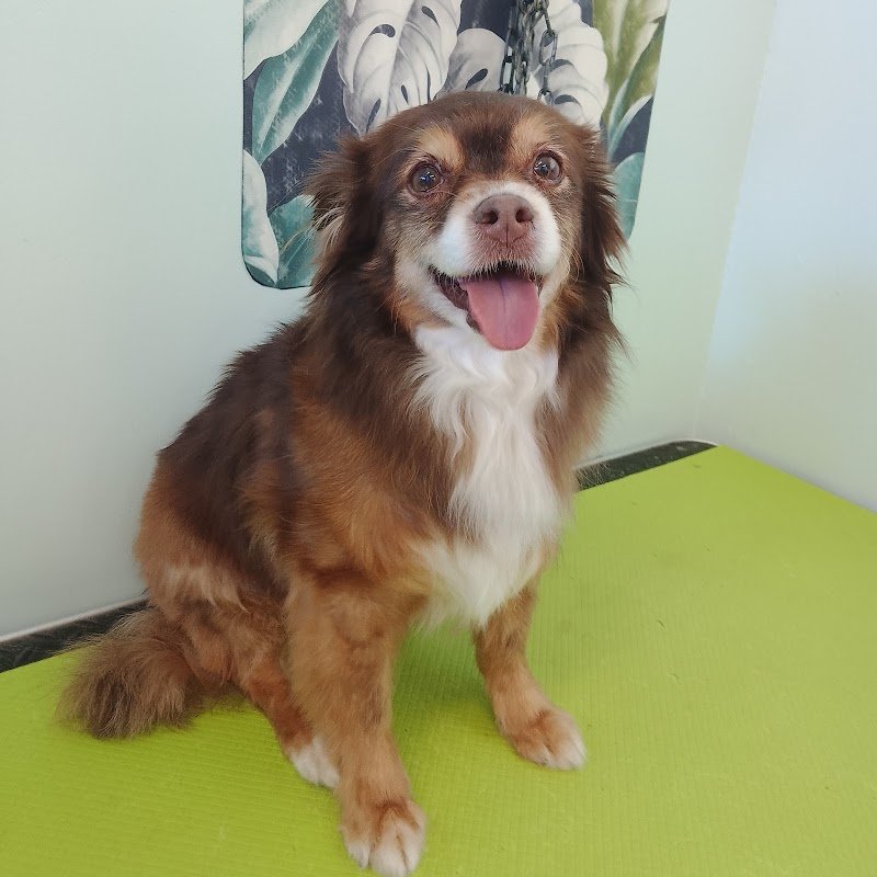 Toelettatura il parco - Foto 5