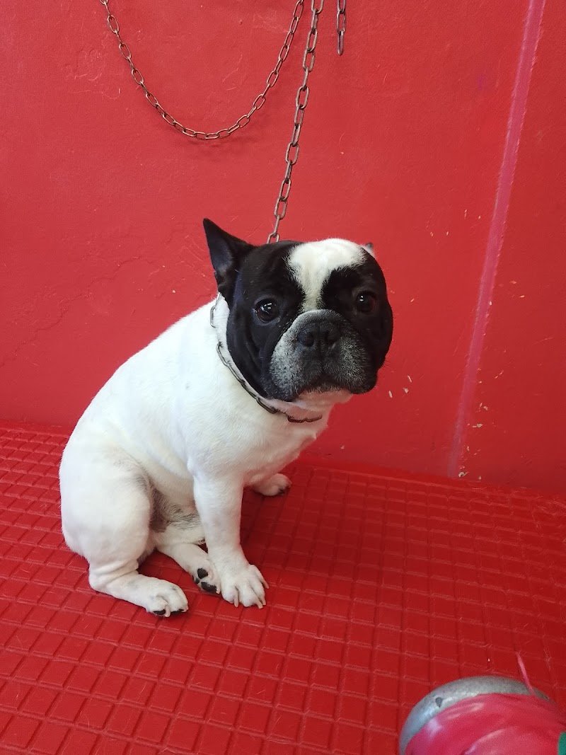 Toelettatura il parco - Foto 6