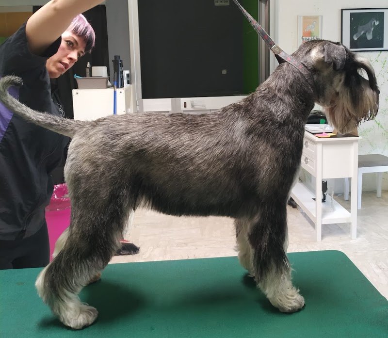 Toelettatura In Ring - Foto 1