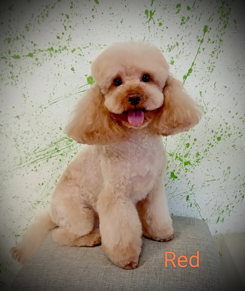 Toelettatura In Ring - Foto 2