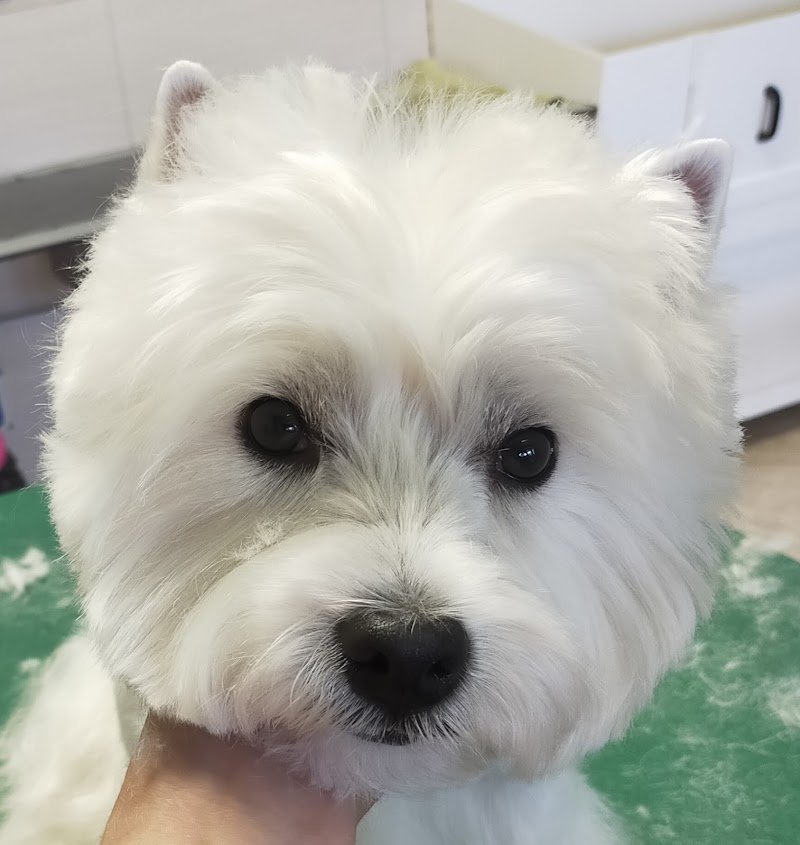 Toelettatura In Ring - Foto 3