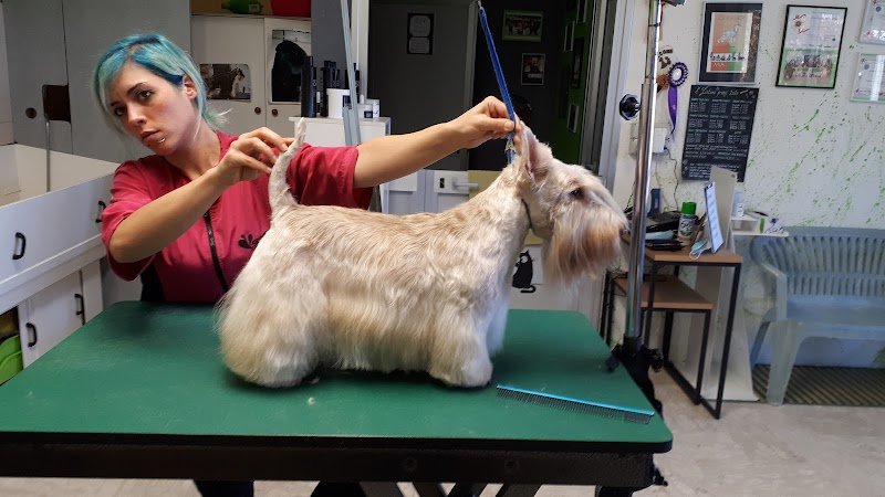 Toelettatura In Ring - Foto 4