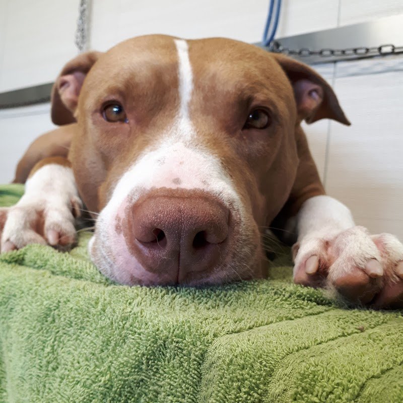 Toelettatura In Ring - Foto 5