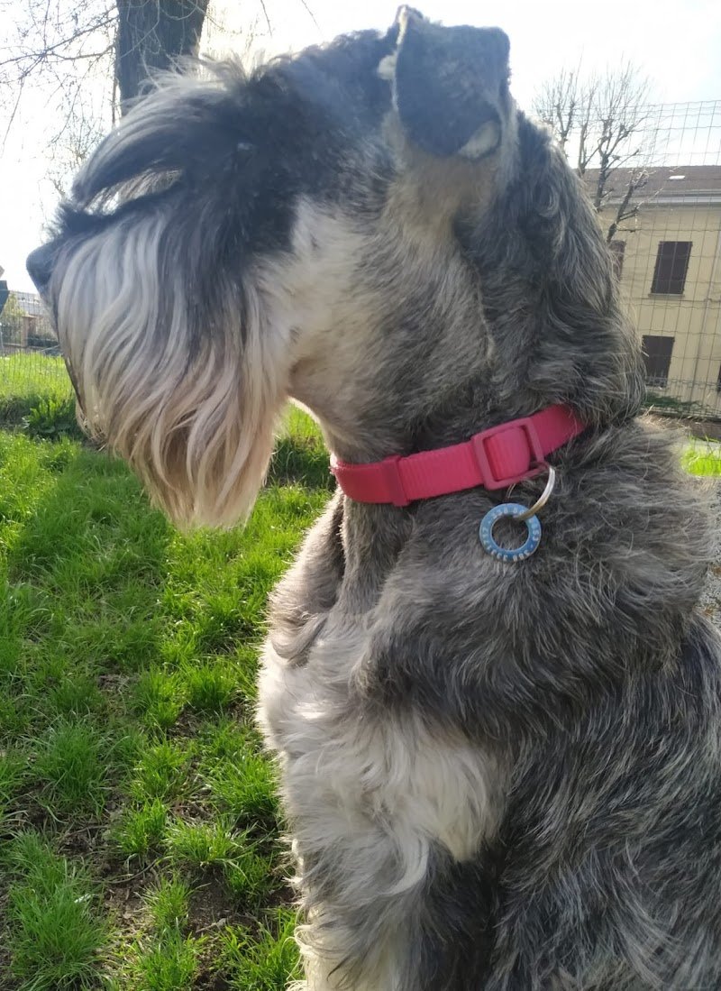 Toelettatura In Ring - Foto 6