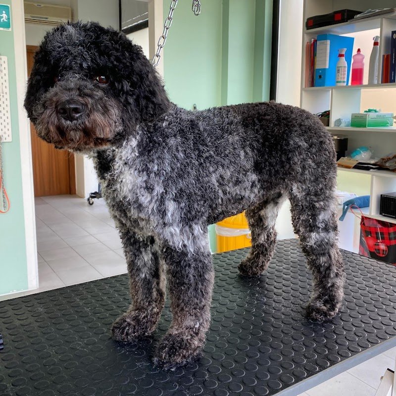 Toelettatura Inugami - Foto 1