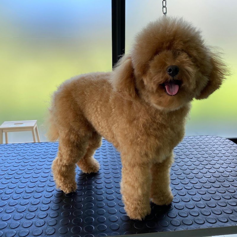 Toelettatura Inugami - Foto 2