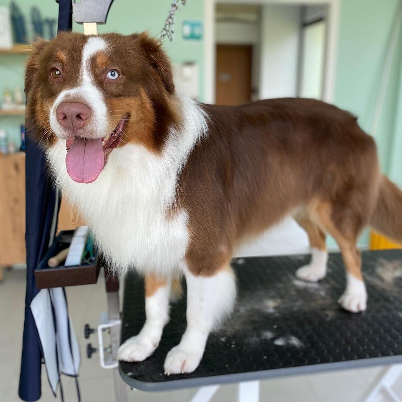 Toelettatura Inugami - Foto 4