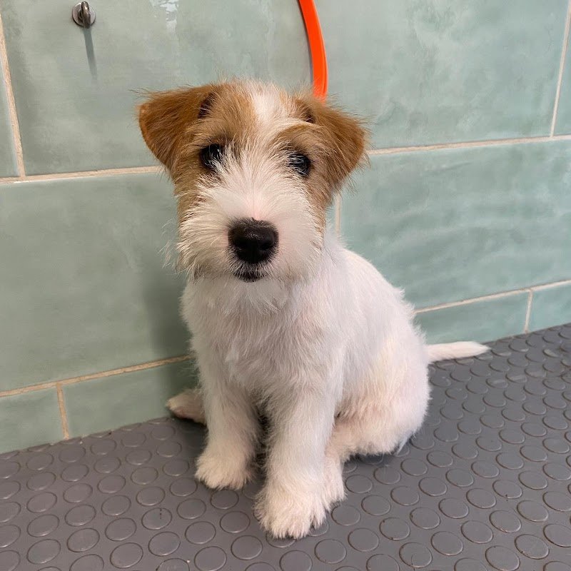 Toelettatura Inugami - Foto 5