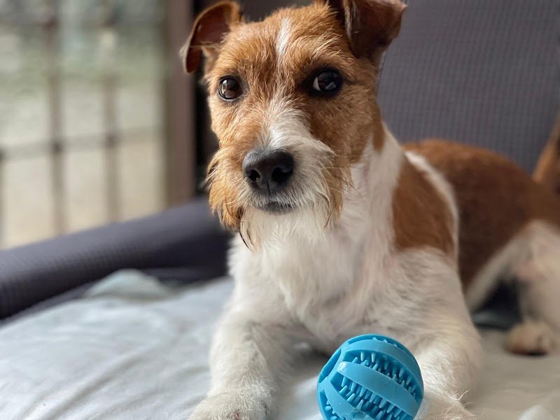 Toelettatura Irene e Raffaella - Foto 1