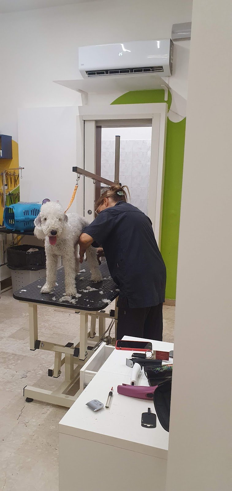 Toelettatura Irene e Raffaella - Foto 2