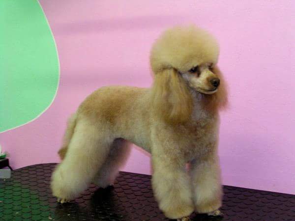 Toelettatura Irene e Raffaella - Foto 4