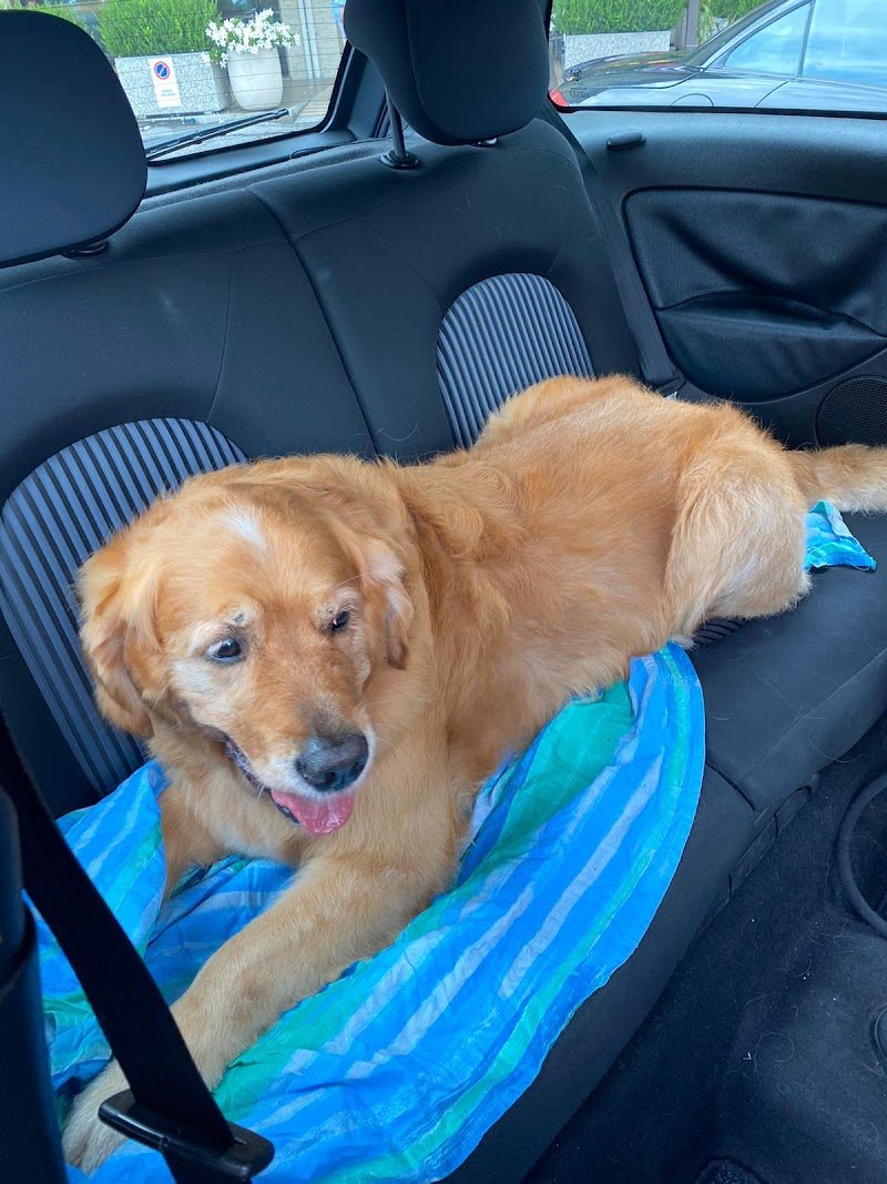 Toelettatura Irene e Raffaella - Foto 5