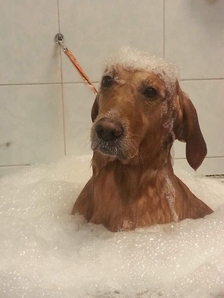 Toelettatura Irene e Raffaella - Foto 6