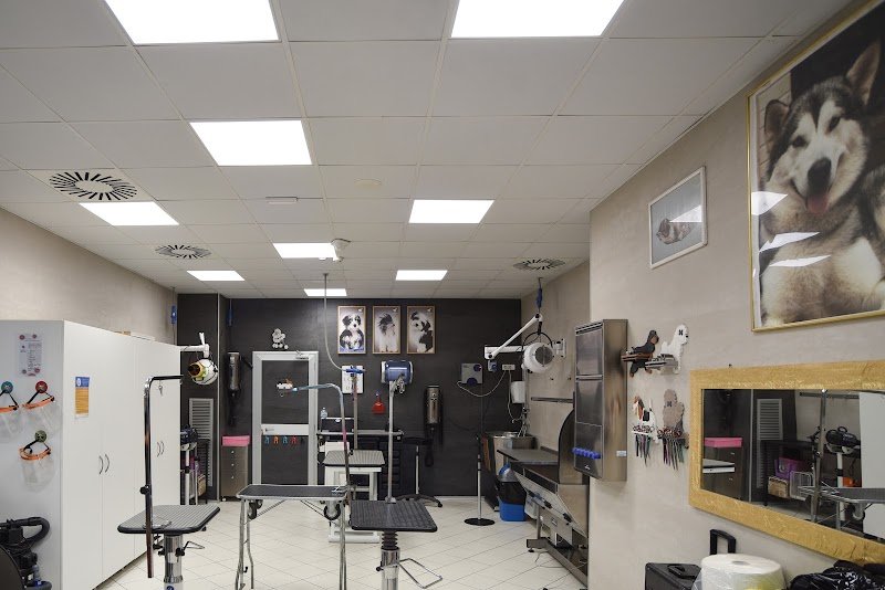 Toelettatura Joe Zampetti Bisceglie - By Robus&GliAltri di Rosaria Maria Rana - Foto 3