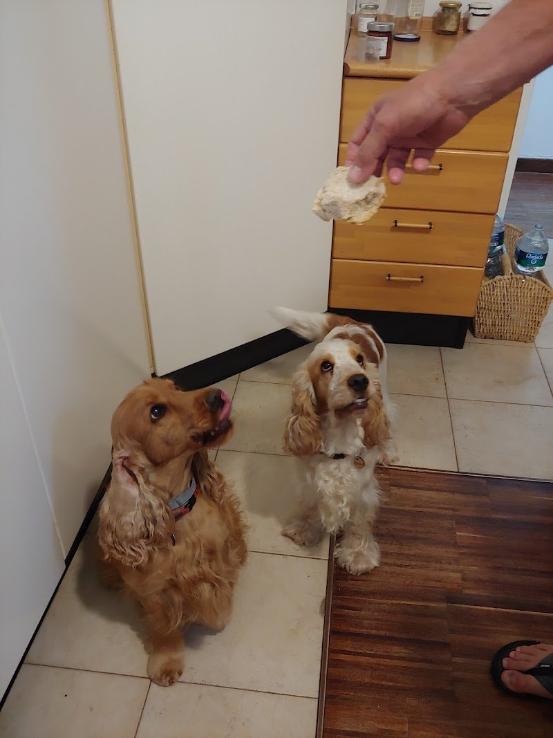 Toelettatura Joe Zampetti Bisceglie - By Robus&GliAltri di Rosaria Maria Rana - Foto 4