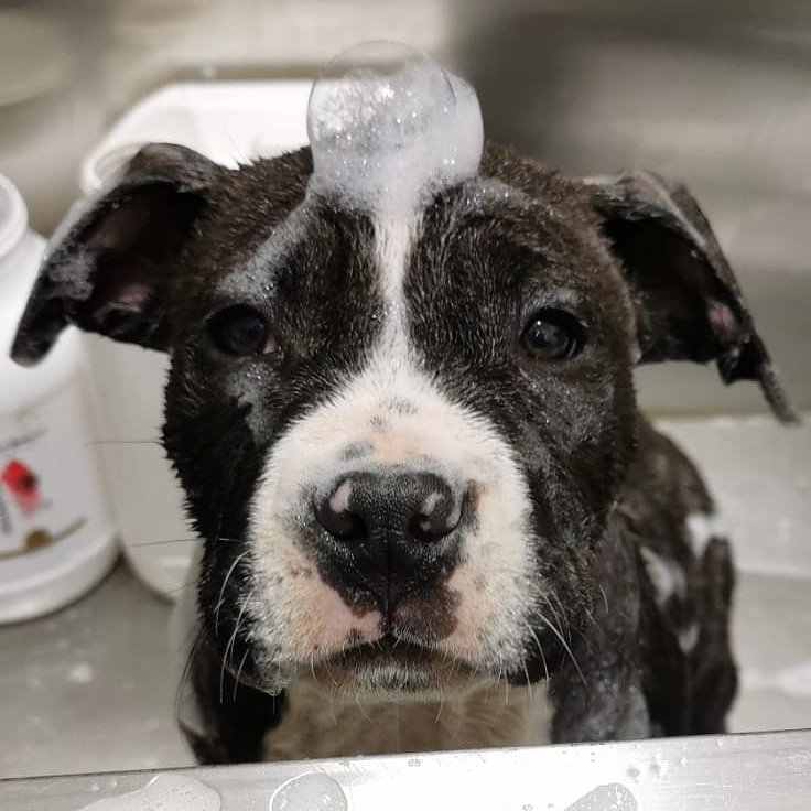 Toelettatura Kira & Chiara - Foto 1