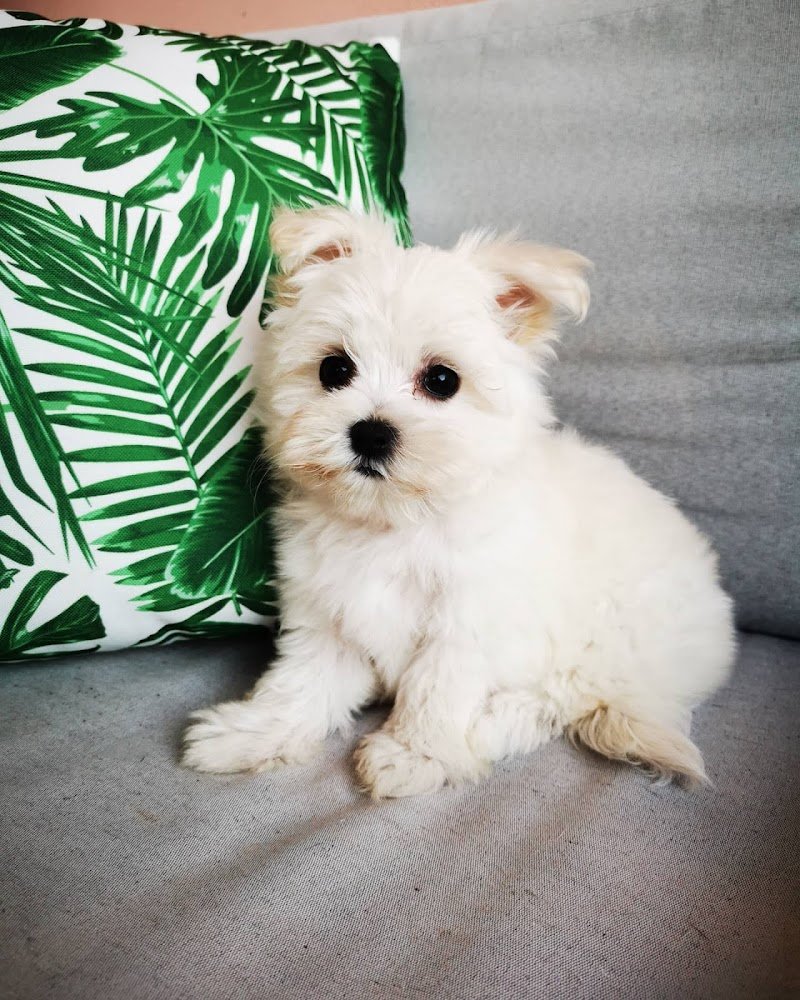 Toelettatura Kira & Chiara - Foto 2