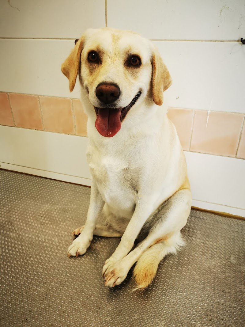 Toelettatura Kira & Chiara - Foto 3