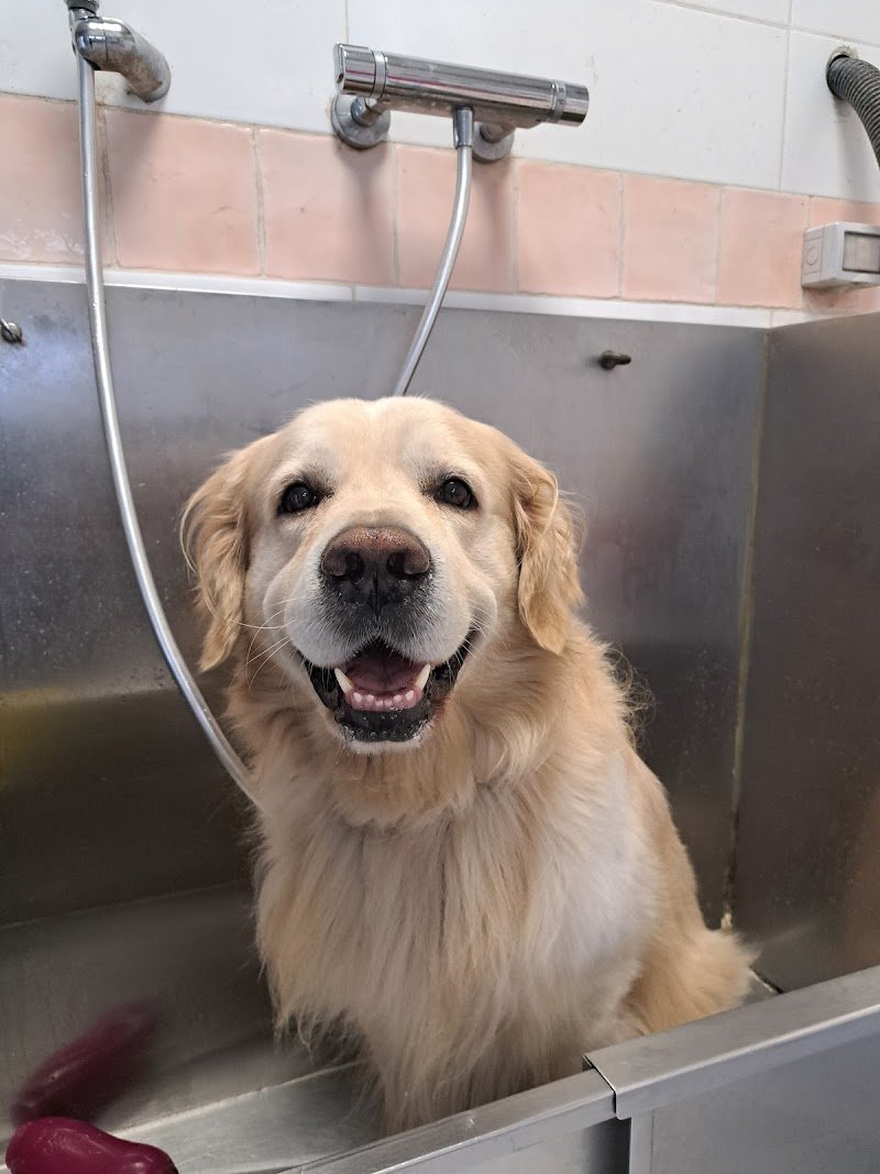 Toelettatura Kira & Chiara - Foto 4