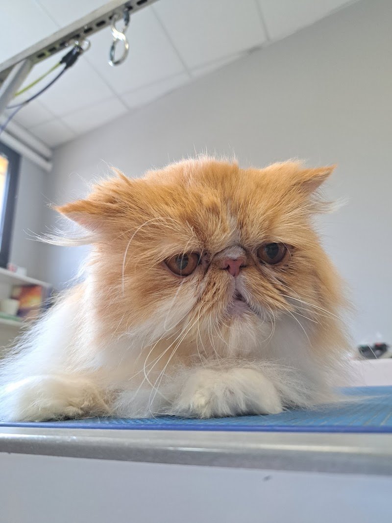 Toelettatura Kira & Chiara - Foto 5