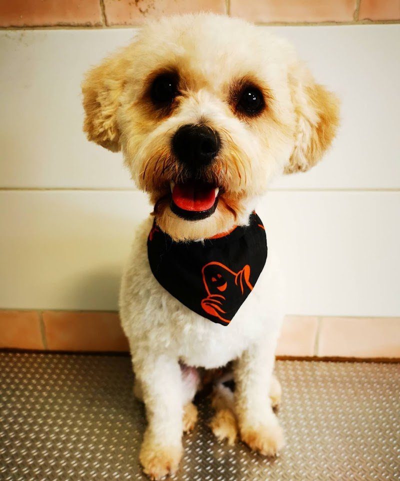 Toelettatura Kira & Chiara - Foto 6