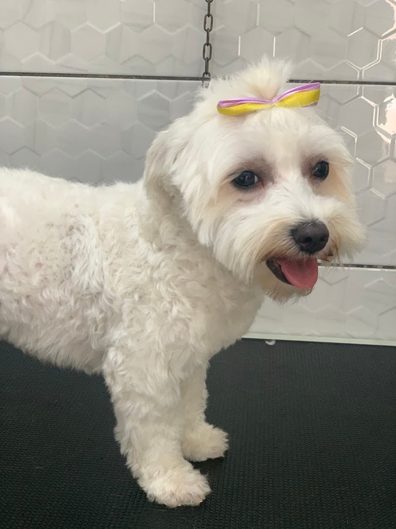 Toelettatura La Casa Degli Animali - Foto 2