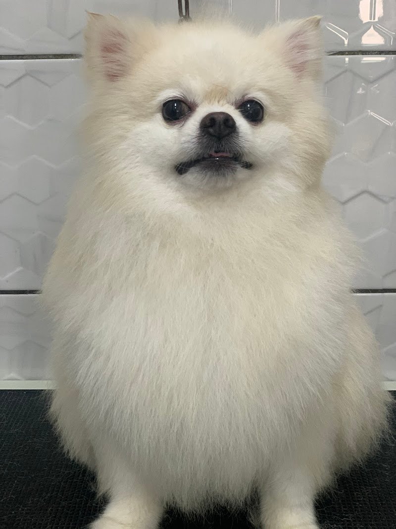 Toelettatura La Casa Degli Animali - Foto 3