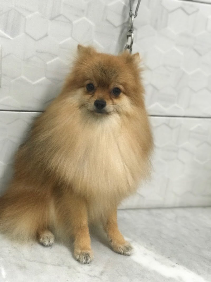 Toelettatura La Casa Degli Animali - Foto 5