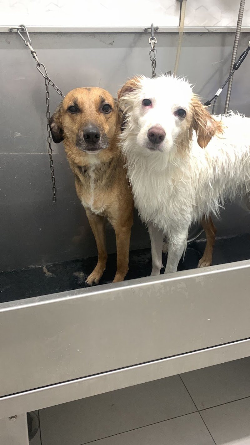 Toelettatura La Casa Degli Animali - Foto 6