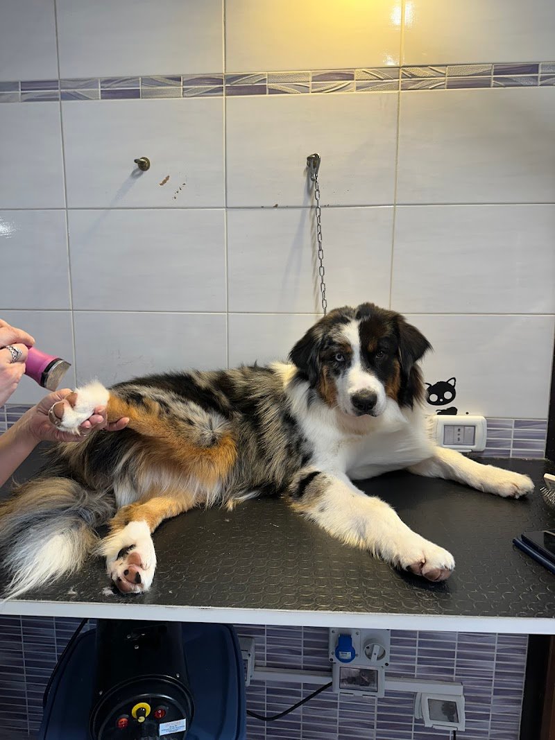 Toelettatura La Casa di Simba - Foto 2