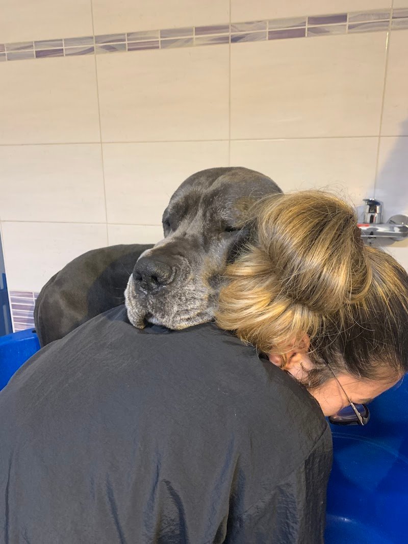 Toelettatura La Casa di Simba - Foto 3