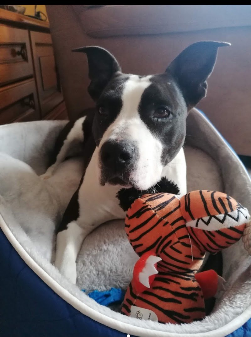 Toelettatura La Casa di Simba - Foto 4