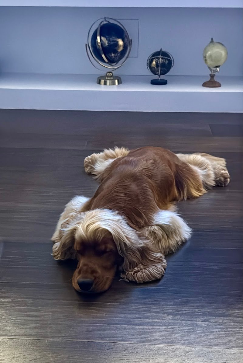 Toelettatura La Casa di Simba - Foto 5