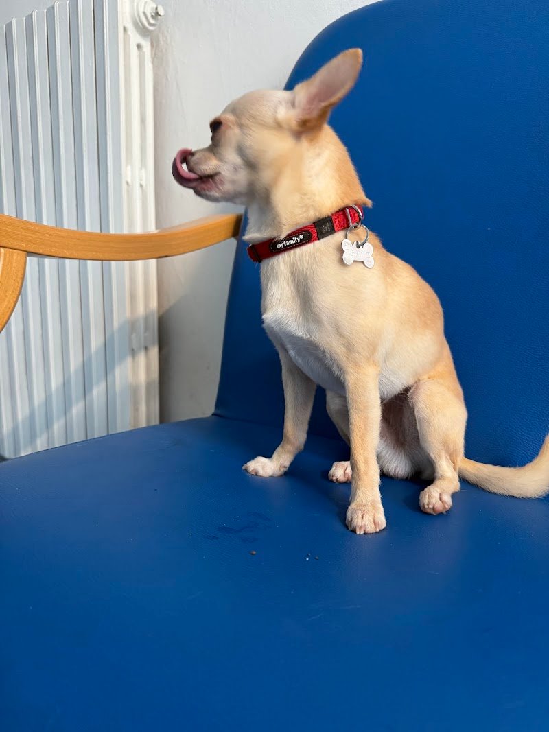 Toelettatura La Casa di Simba - Foto 6