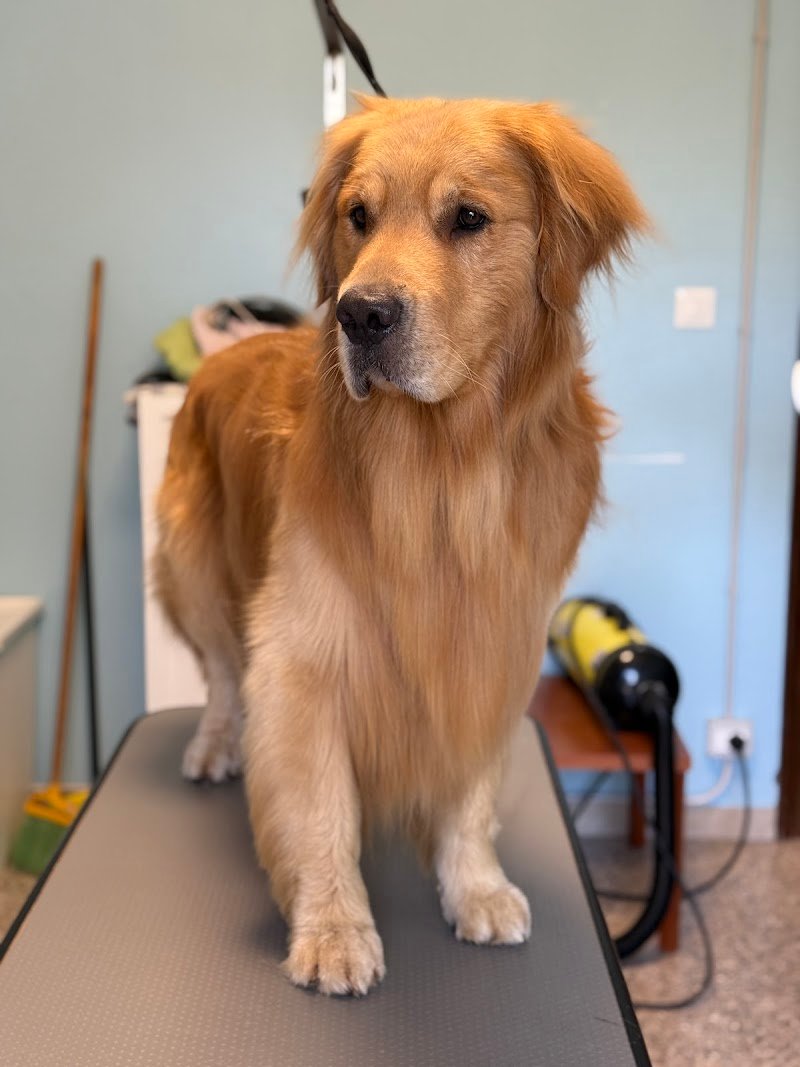 Toelettatura La Castellina - Foto 1