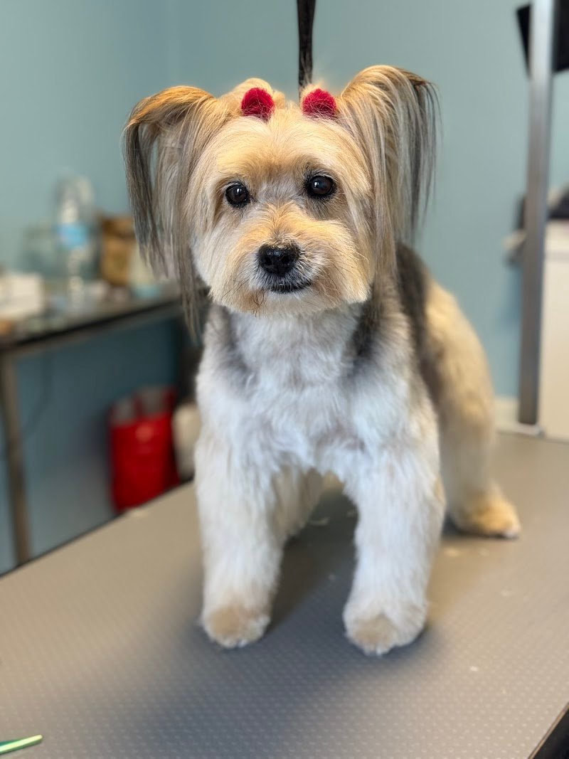 Toelettatura La Castellina - Foto 2