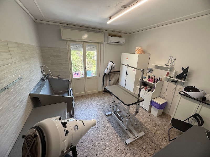 Toelettatura La Castellina - Foto 3