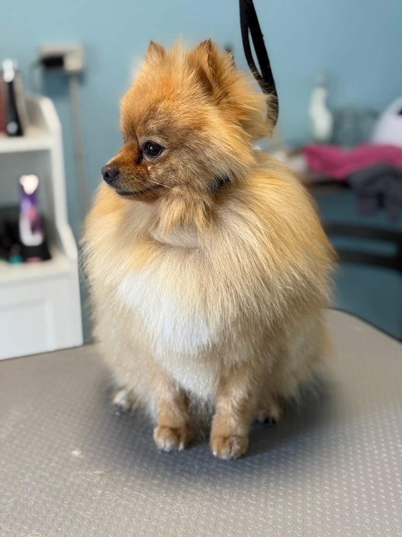 Toelettatura La Castellina - Foto 4